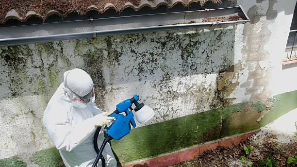 Trusted Black Mold Removal service in Blackwood, NJ - Cheap Mold Removal